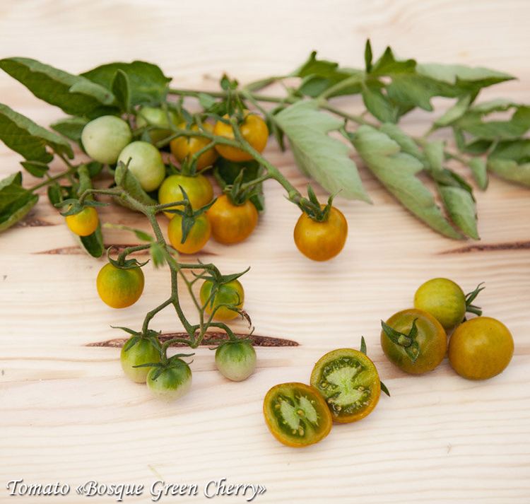 Tomato Bosque Green Cherry